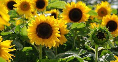 How To Plant and Grow Your Own Sunflowers (Helianthus) - gardenersworld.com - city Jerusalem