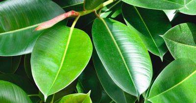 Why Is My Rubber Tree Dropping Leaves? - gardenerspath.com