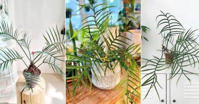 Philodendron Tortum Care and Growing Guide - balconygardenweb.com