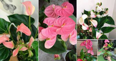 14 Beautiful Pink Anthurium Varieties - balconygardenweb.com