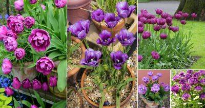 18 Best Purple Tulips Varieties | Purple Tulip Meaning - balconygardenweb.com - Netherlands