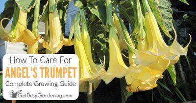 How To Care For Angel’s Trumpet (Brugmansia) - getbusygardening.com