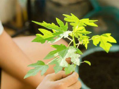 How To Grow Papaya In Pots Indoors: Complete Care Guide - gardeningknowhow.com