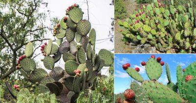 Xoconostle Fruit Benefits and Growing Information - balconygardenweb.com - Mexico