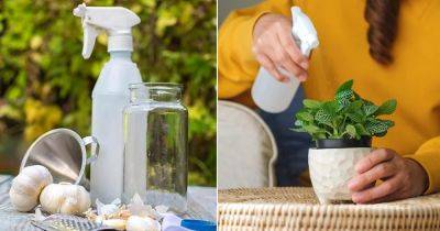 Pour Water Over Crushed Garlic, then Spray it on Your Plants - balconygardenweb.com