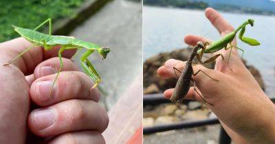 Are Praying Mantis Good Luck? Find Out! - balconygardenweb.com - China - Japan