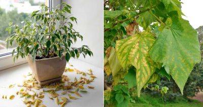 Iron Deficiency in Plants | Reasons and Solutions - balconygardenweb.com