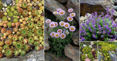 37 Best Rock Garden Plants You Can Grow - balconygardenweb.com