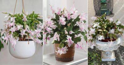 How to Grow White Christmas Cactus - balconygardenweb.com - Brazil