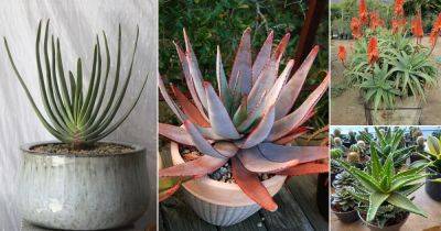 Types of Aloe | 27 Best Aloe Varieties For Containers - balconygardenweb.com