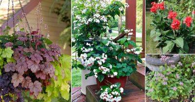 11 Perennials You Should Plant in November - balconygardenweb.com