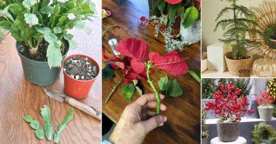 8 Best Holiday Plants to Grow from Cuttings - balconygardenweb.com