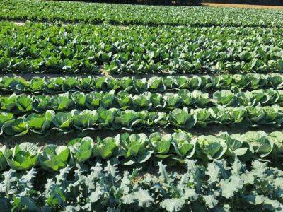 SC Fruit and Vegetable Field Report – October 30, 2023 - hgic.clemson.edu
