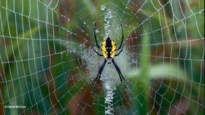 Types of Garden Spiders - gardengatemagazine.com