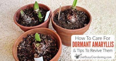 Dormant Amaryllis Care, Timing, Preparation, & How To Revive It - getbusygardening.com