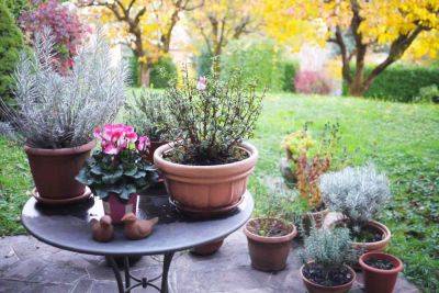 How To Bring Your Outdoor Plants In For The Winter, According To Experts - southernliving.com