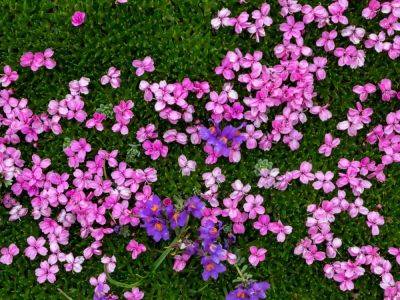 Moss Campion Facts: Growing Moss Campion In The Garden - gardeningknowhow.com - state Maine - county Garden