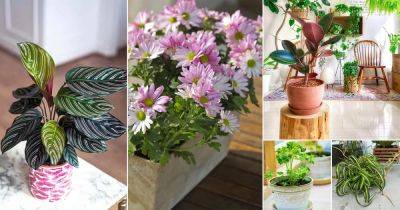 21 Beautiful Fall Houseplants to Adorn Your Home - balconygardenweb.com