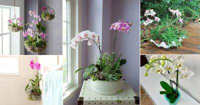 20 DIY Orchid Pot Ideas You Must Try! - balconygardenweb.com