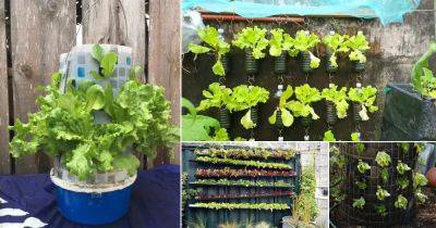 21 DIY Lettuce Garden Ideas (Lettuce Planter Projects for Gardeners) - balconygardenweb.com
