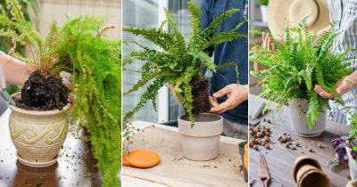 Transplanting Ferns the Right Way: Top Tips and Tricks - balconygardenweb.com