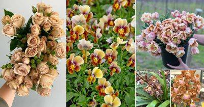 14 Stunning Beige Flowers for the Garden - balconygardenweb.com