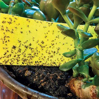 How to Handle Common Houseplant Pests - finegardening.com