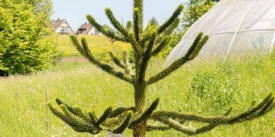 How to Care for a Monkey Puzzle Tree, According to an Expert - goodhousekeeping.com - Usa - Chile