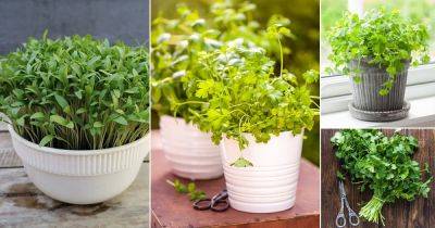 How to Grow Cilantro Indoors Easily - balconygardenweb.com