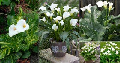 12 Striking White Calla Lily Varieties - balconygardenweb.com