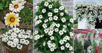 121 Most Beautiful Types of White Flowers - balconygardenweb.com - Usa