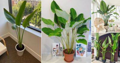 12 Indoor Plants That Look Like A Banana Tree - balconygardenweb.com