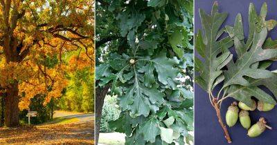 Oak Tree Leaves Identification, Benefits, and Uses - balconygardenweb.com