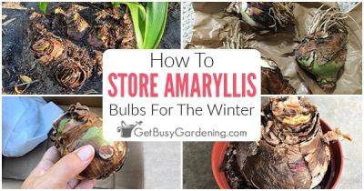 How To Store Amaryllis Bulbs For The Winter - getbusygardening.com
