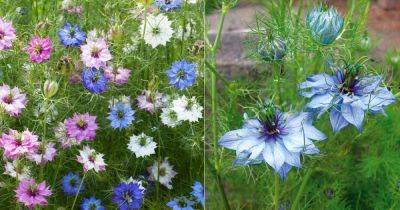 Love in a Mist Flower Meaning and Symbolism - balconygardenweb.com