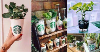 23 DIY Starbucks Cup Ideas for Plants - balconygardenweb.com - Britain