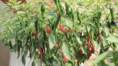 Why chillies are such a great choice to grow in containers - verticalveg.org.uk