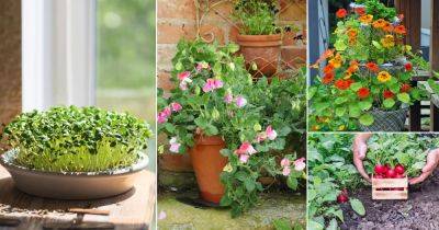 38 Best Seeds for Gardening that Grow Quickly in Just 5 Days - balconygardenweb.com