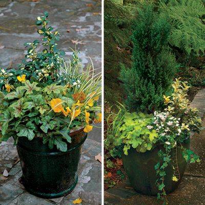Cold-Weather Combinations for Fall Containers - finegardening.com