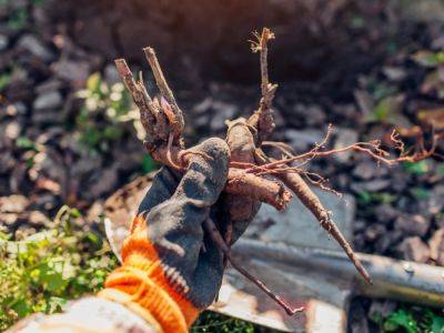 What To Look For When Buying Bare Root Plants - gardeningknowhow.com