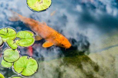 Creating a Natural Ecosystem: Beneficial Plants for Koi Ponds - cutediyprojects.com