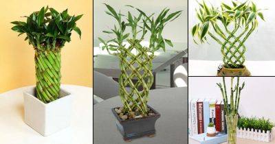 12 Famous Lucky Bamboo Styles & Varieties You Should Know - balconygardenweb.com