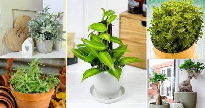 8 Expensive Herbs You Should Never Buy But Grow Instead at Home - balconygardenweb.com - France