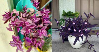 Purple Heart Plant Meaning and Symbolism - balconygardenweb.com - Mexico