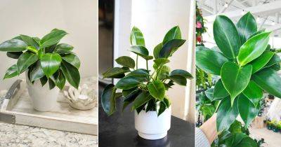 Philodendron Green Princess Care and Growing Guide - balconygardenweb.com - Brazil