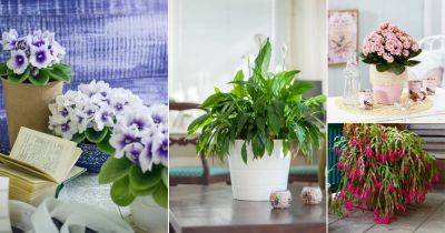 8 Best Indoor Flowers that Literally Bloom in Homes - balconygardenweb.com