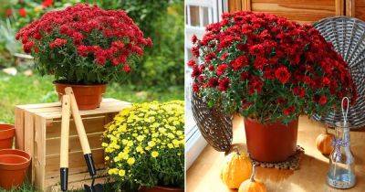 What to Do with Potted Mums After Blooming - balconygardenweb.com