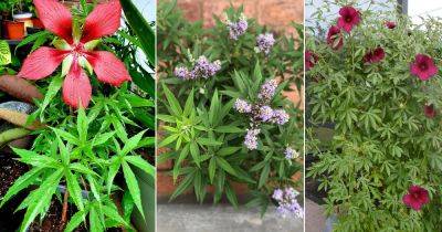 8 Plants that Look Like Marijuana - balconygardenweb.com - Usa - state Texas