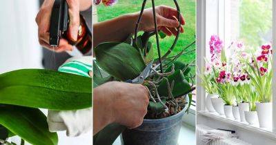 10 Ultimate Orchid Care Tips Every Beginner Should Know - balconygardenweb.com