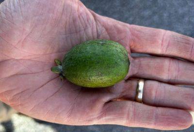 What Is It? Wednesday – Pineapple Guava Fruit - hgic.clemson.edu - Georgia